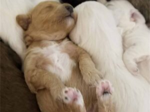 Are Havapoos Prone to Ear Infections?