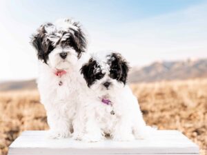 Are Havapoos purebred dogs?