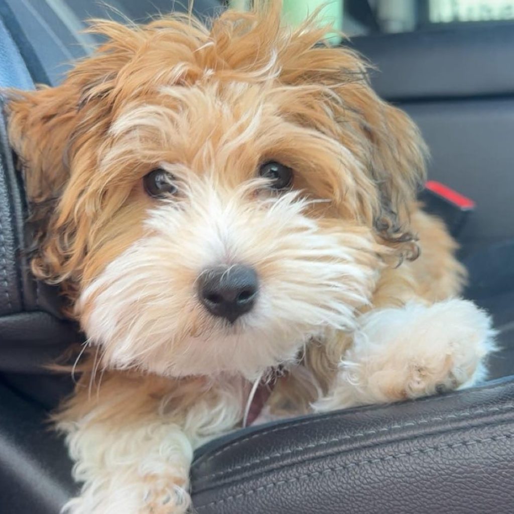 Are Havapoos Suitable for First-Time Dog Owners?