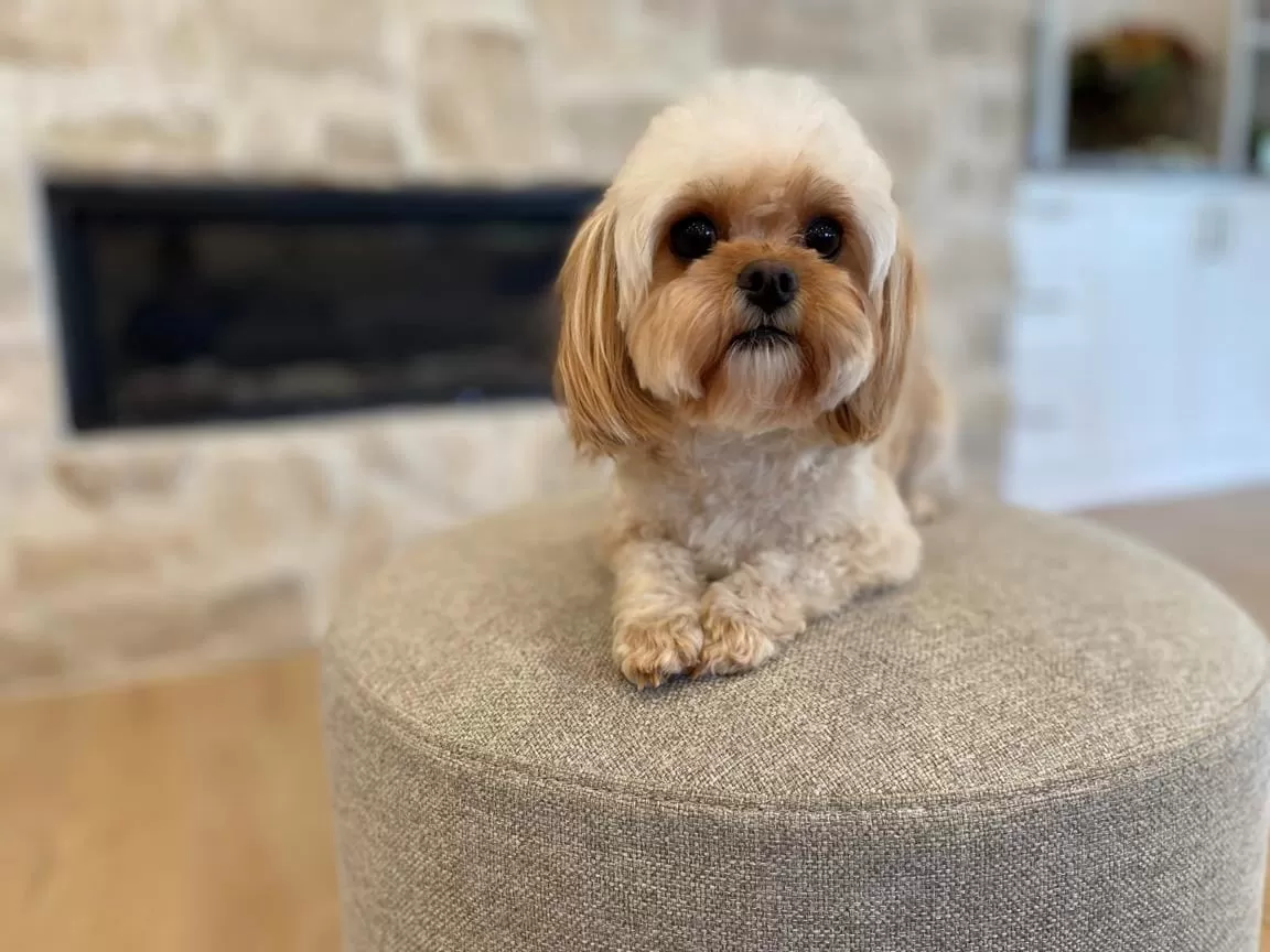 Ari Cavapoo Guardian Home South Jordan Utah (9)