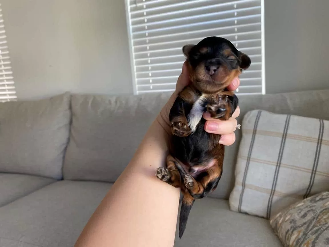 Azriel havapoo puppy for sale (3), Havapoo Puppy For sale in California, Tricolor Puppy for Sale