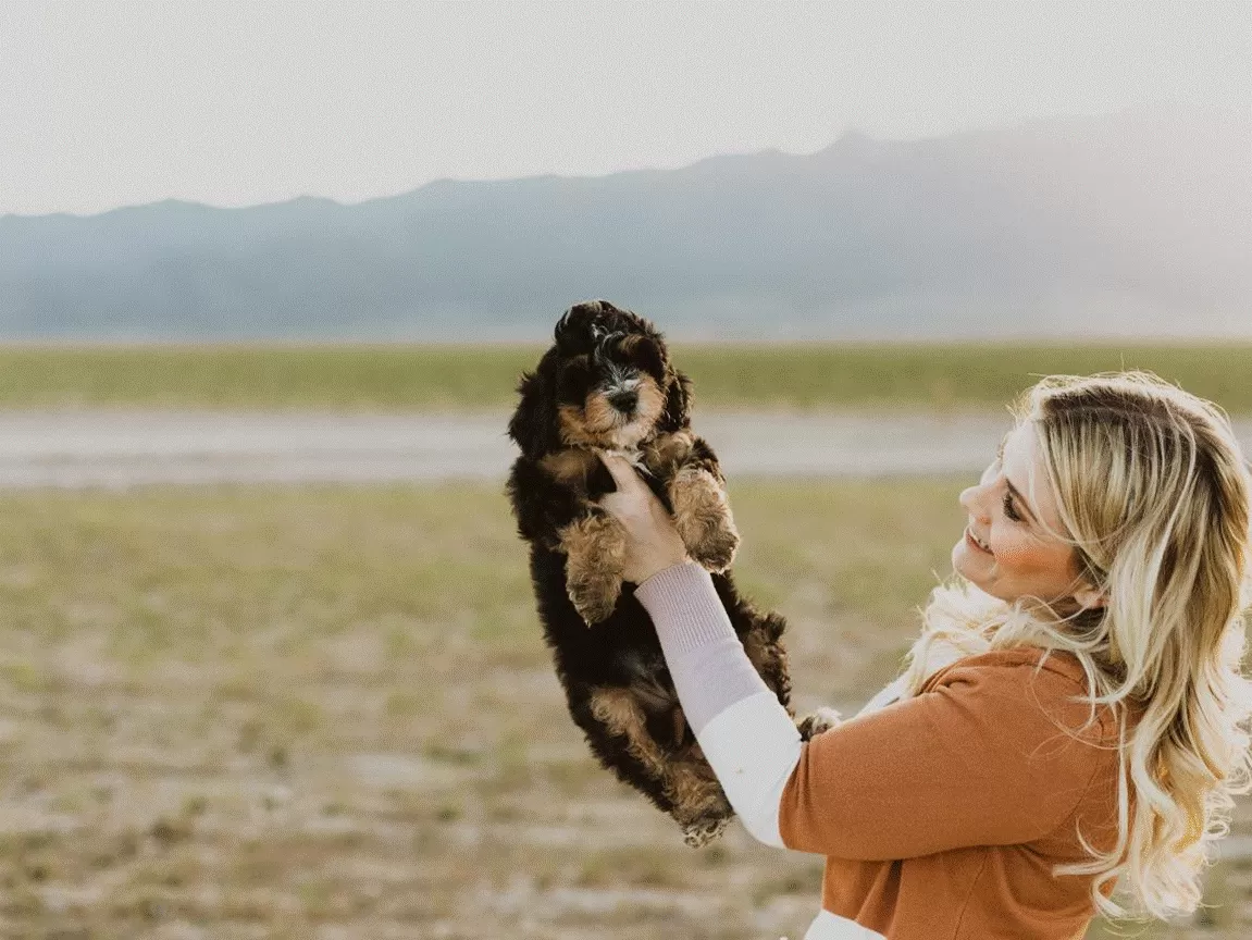 Bernedoodle puppy for sale Utah