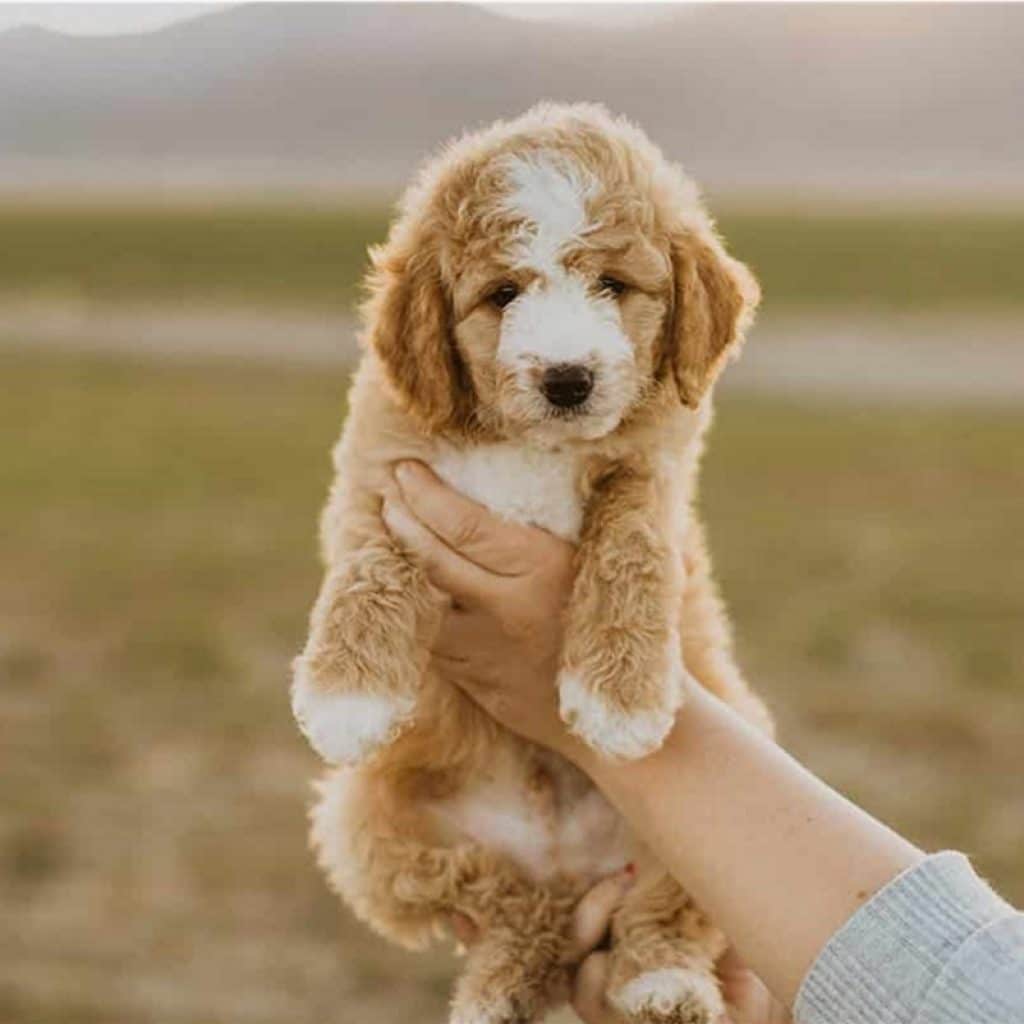 Bringing Your Puppy Home