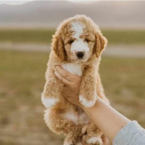 Bringing Your Puppy Home