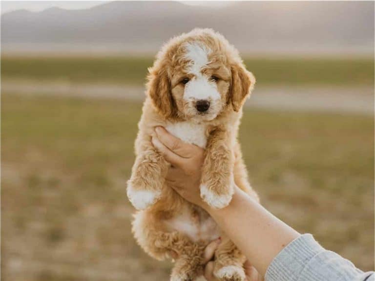 Bringing Your Puppy Home