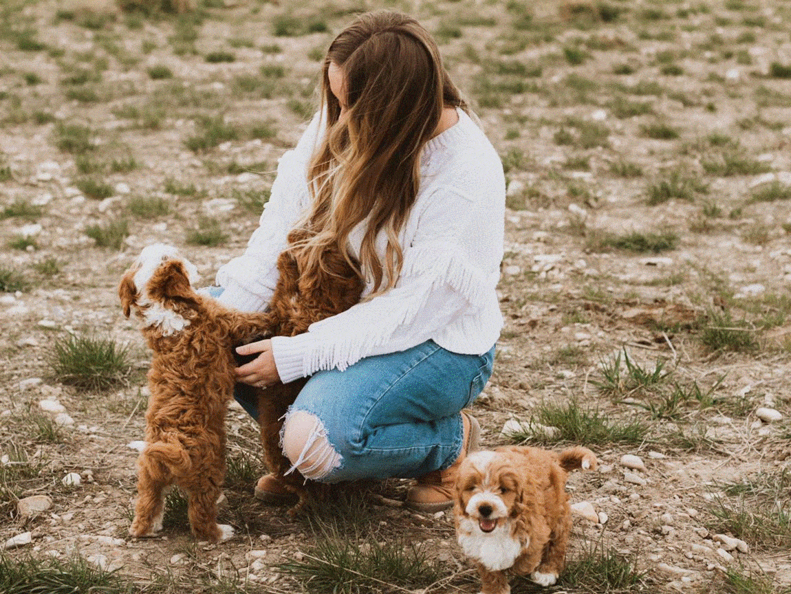 Cavapoo Puppy for Sale (3)