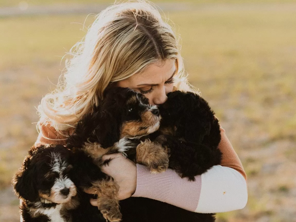 Cavapoo Puppy for Sale