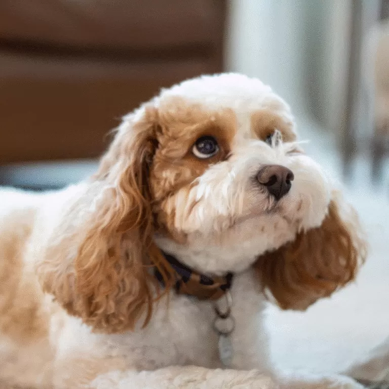 Cavapoo Puppy for sale (4)