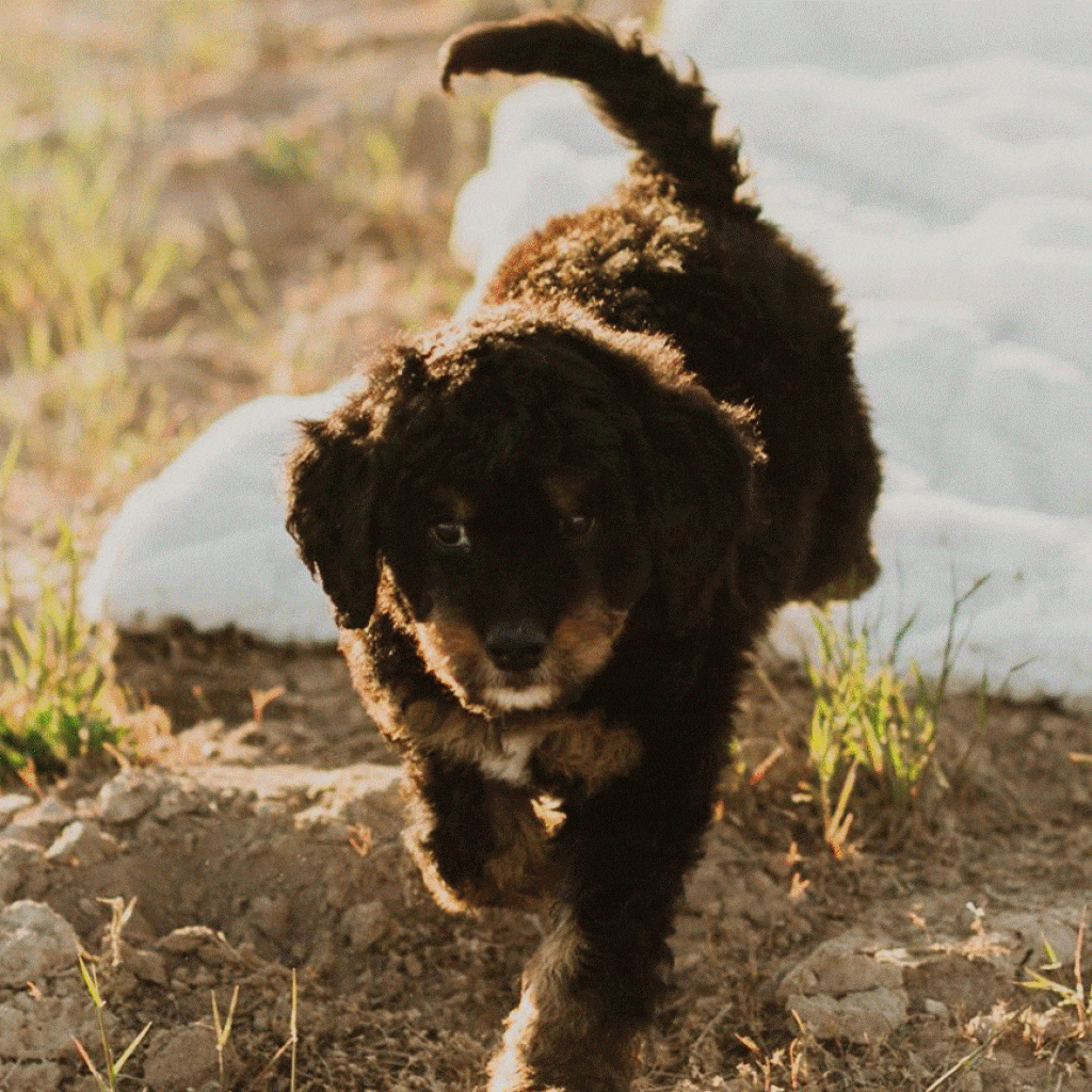 Is It Important to Consult a Veterinarian About a Dog’s Diet?