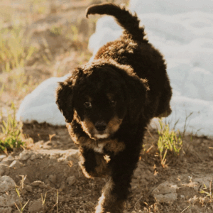 Is It Important to Consult a Veterinarian About a Dog’s Diet?