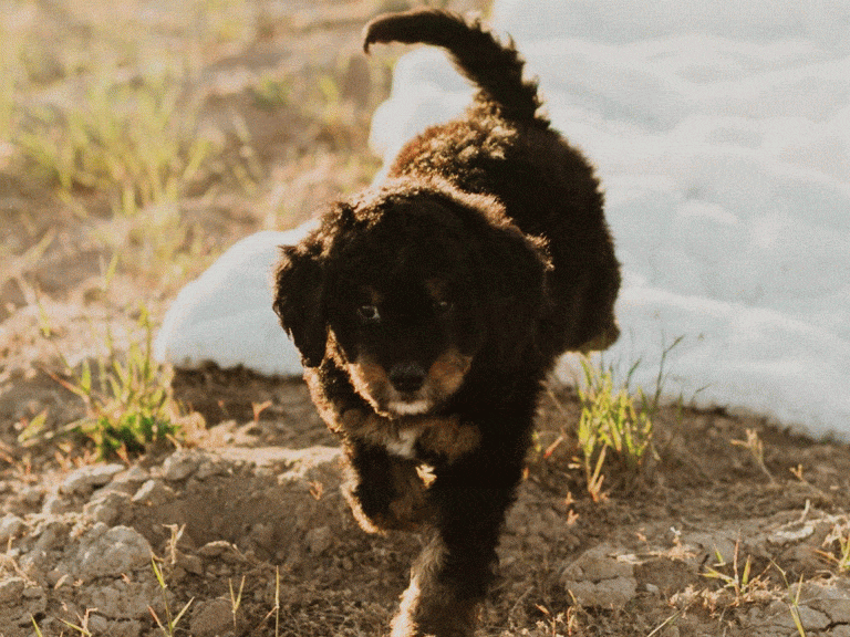 Consult veterinarian about dogs diet