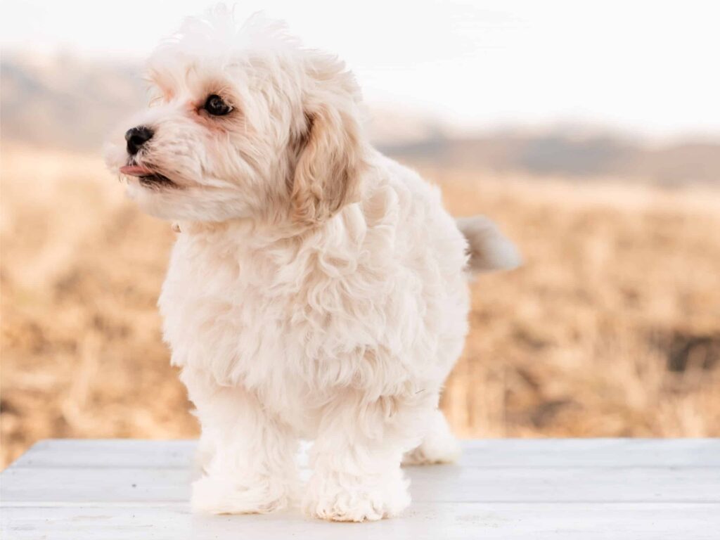 Do Havapoos Bark a Lot?