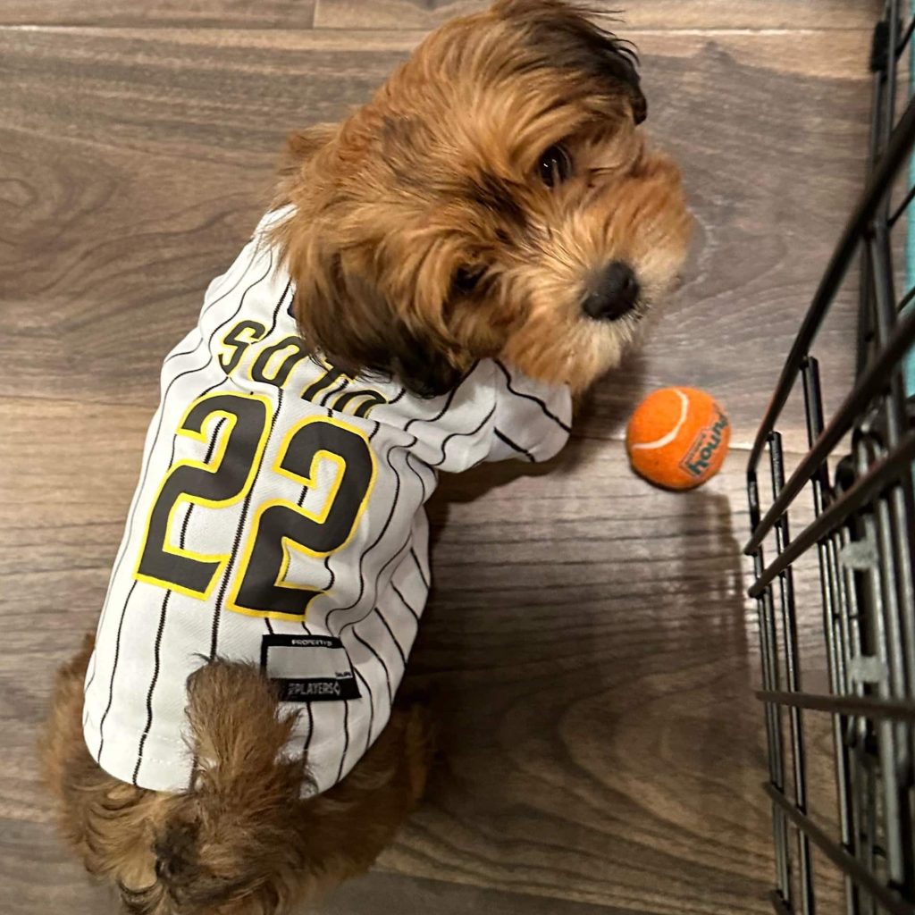 Do Havapoos Get Along with Other Pets?