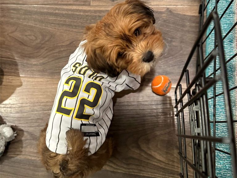 Do Havapoos Get Along with Other Pets?