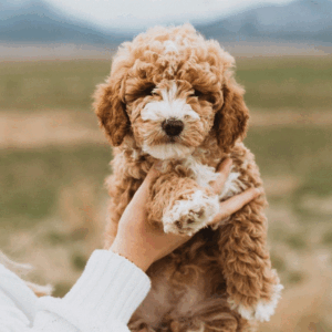 How to Determine if a Dog Breed is Suitable for You: Key Factors to Consider