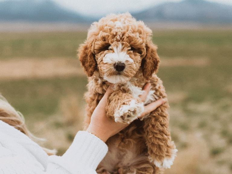 How to Determine if a Dog Breed is Suitable for You: Key Factors to Consider