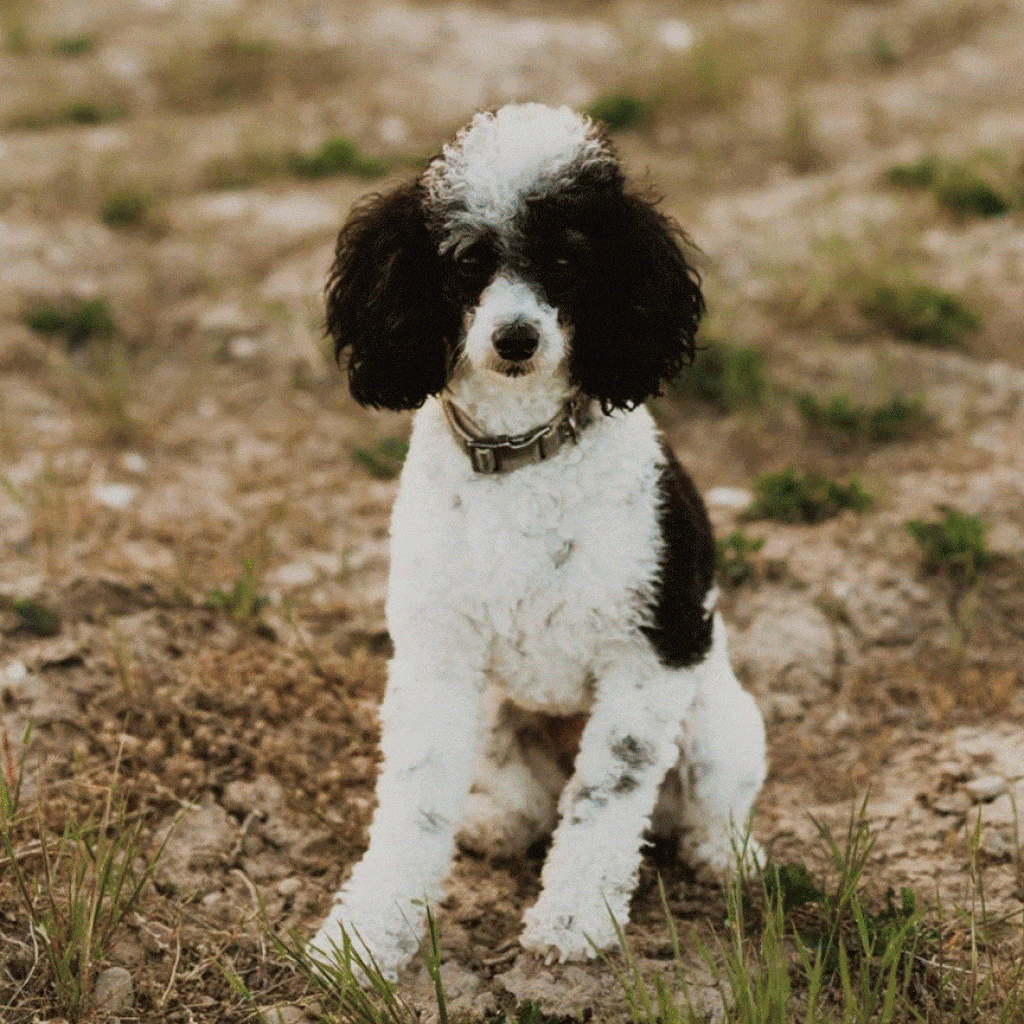 How Can You Determine if a Dog Is Friendly Toward Other Dogs? Key Signs to Look For