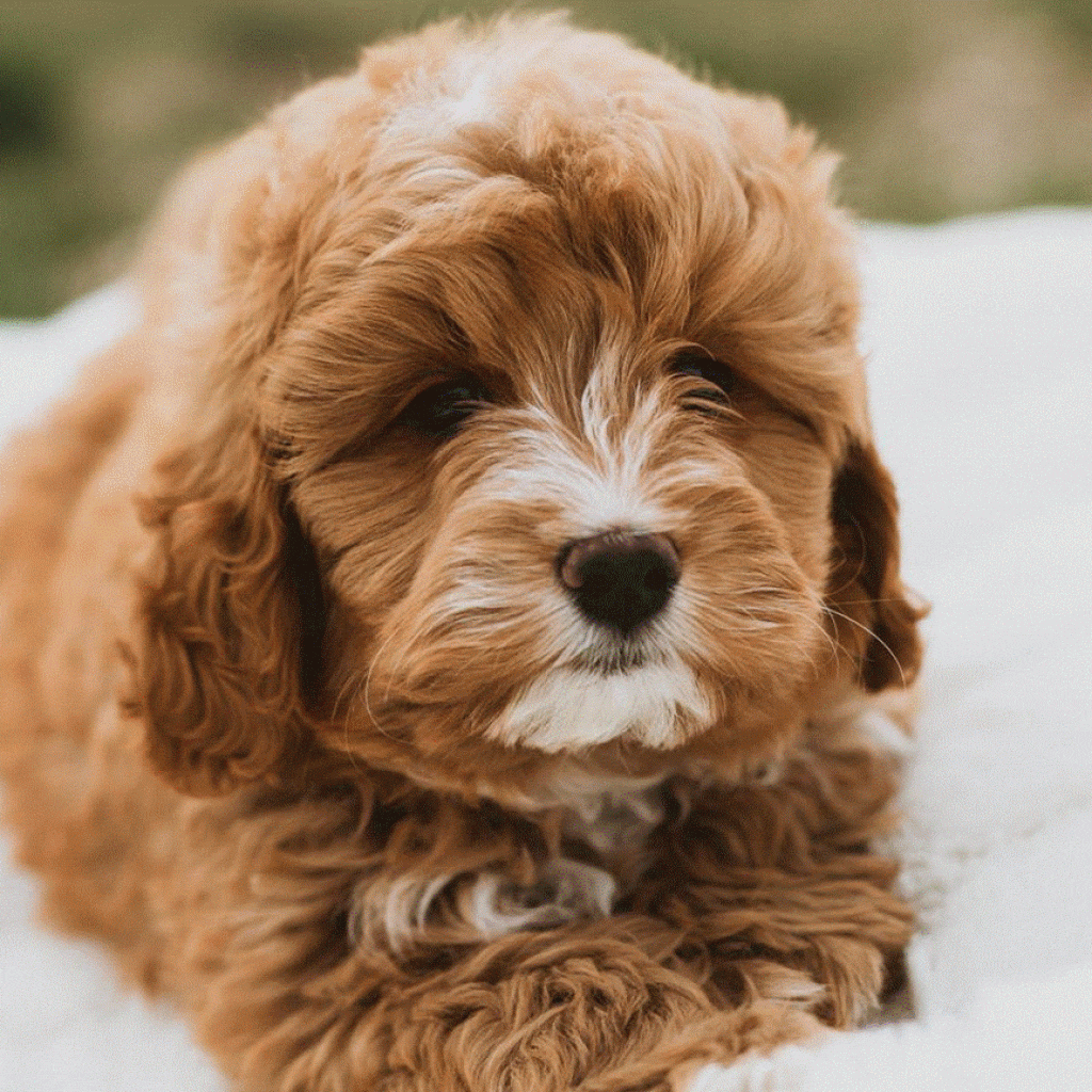 How Can You Determine if a Dog Is Good with Kids? Key Signs to Look For