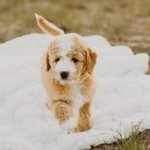 The Impact of a Dog’s Energy Level on Its Exercise Needs