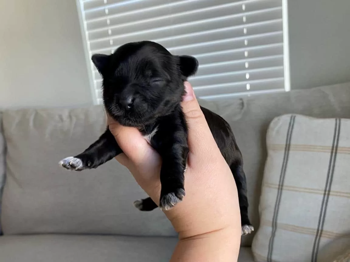 Feyra Darling Havapoo puppy for sale in New York 2