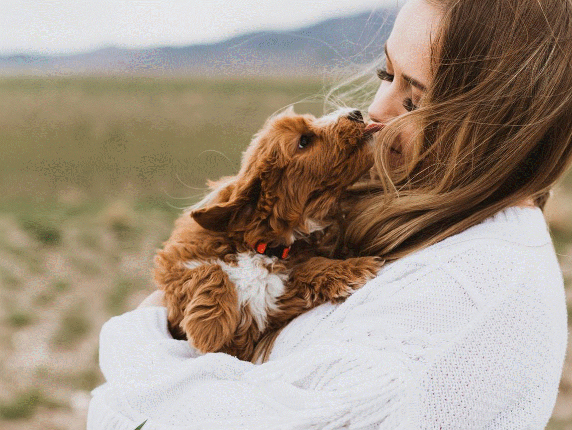 Goldendoodle puppy for sale (3)