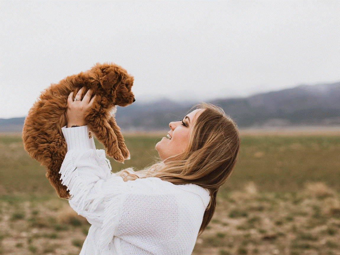 Goldendoodle puppy for sale Utah