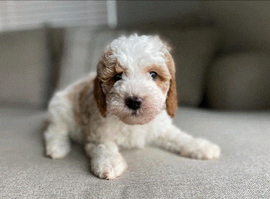 Green lantern red tuxedo goldendoodle for sale