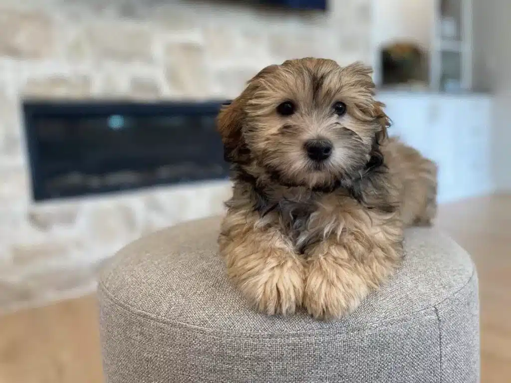 Havanese Dog on Chair by fireplace, Havanese Special Traits, Havanese Temperament, Havanese Size and Appearance