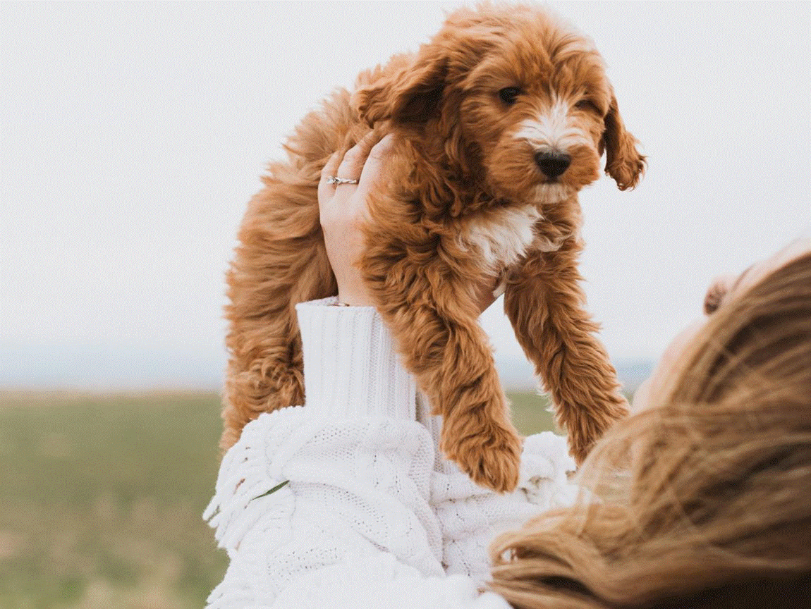 Havanese Puppy for Sale (2)