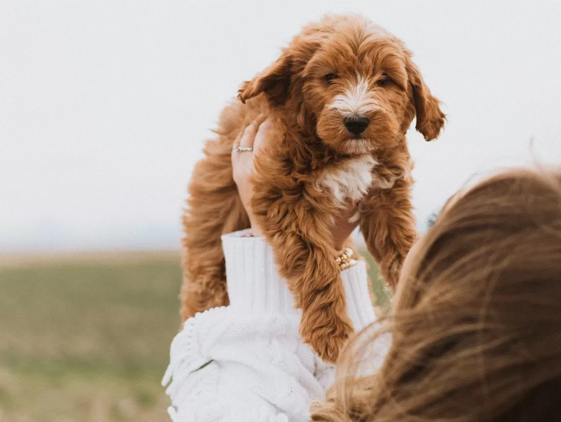 Havanese Puppy for Sale (3)