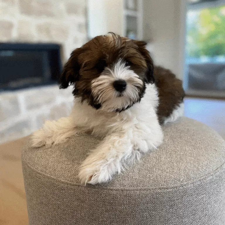 Havanese puppies for sale near me (6)