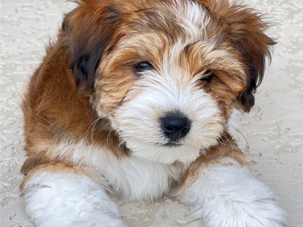 Are Havapoos Recognized by the American Kennel Club (AKC)?