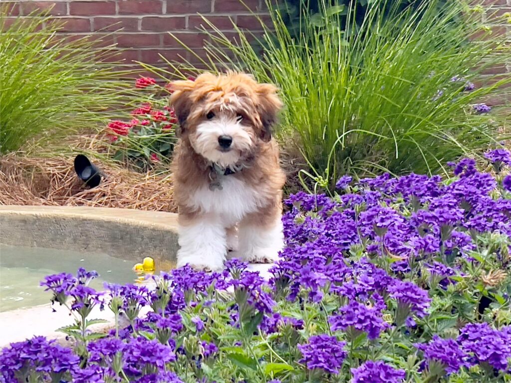 What Coat Colors Are Common in Havapoos?