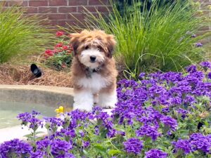 What Coat Colors Are Common in Havapoos?