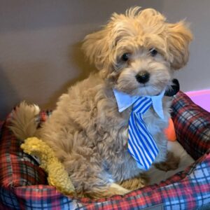 What Is the Personality of a Havapoo Like?