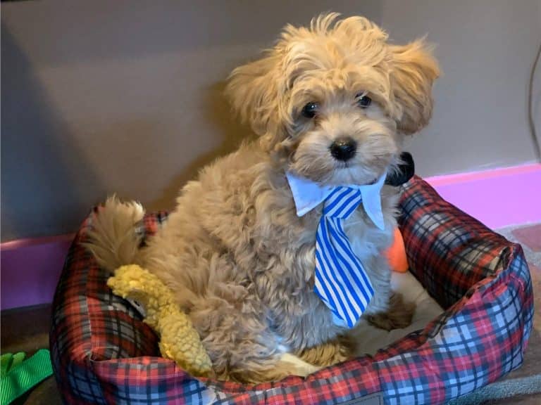 What Is the Personality of a Havapoo Like?