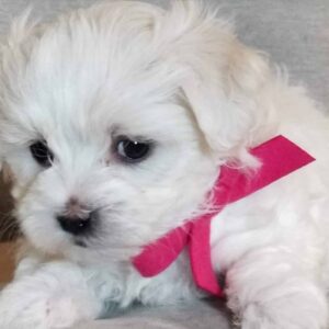 Are Havapoos Protective or Territorial?