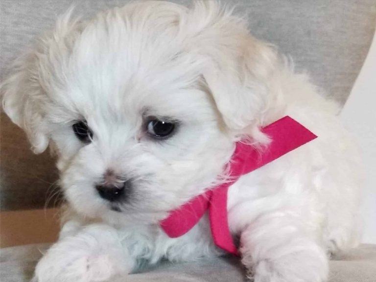 Are Havapoos Protective or Territorial?