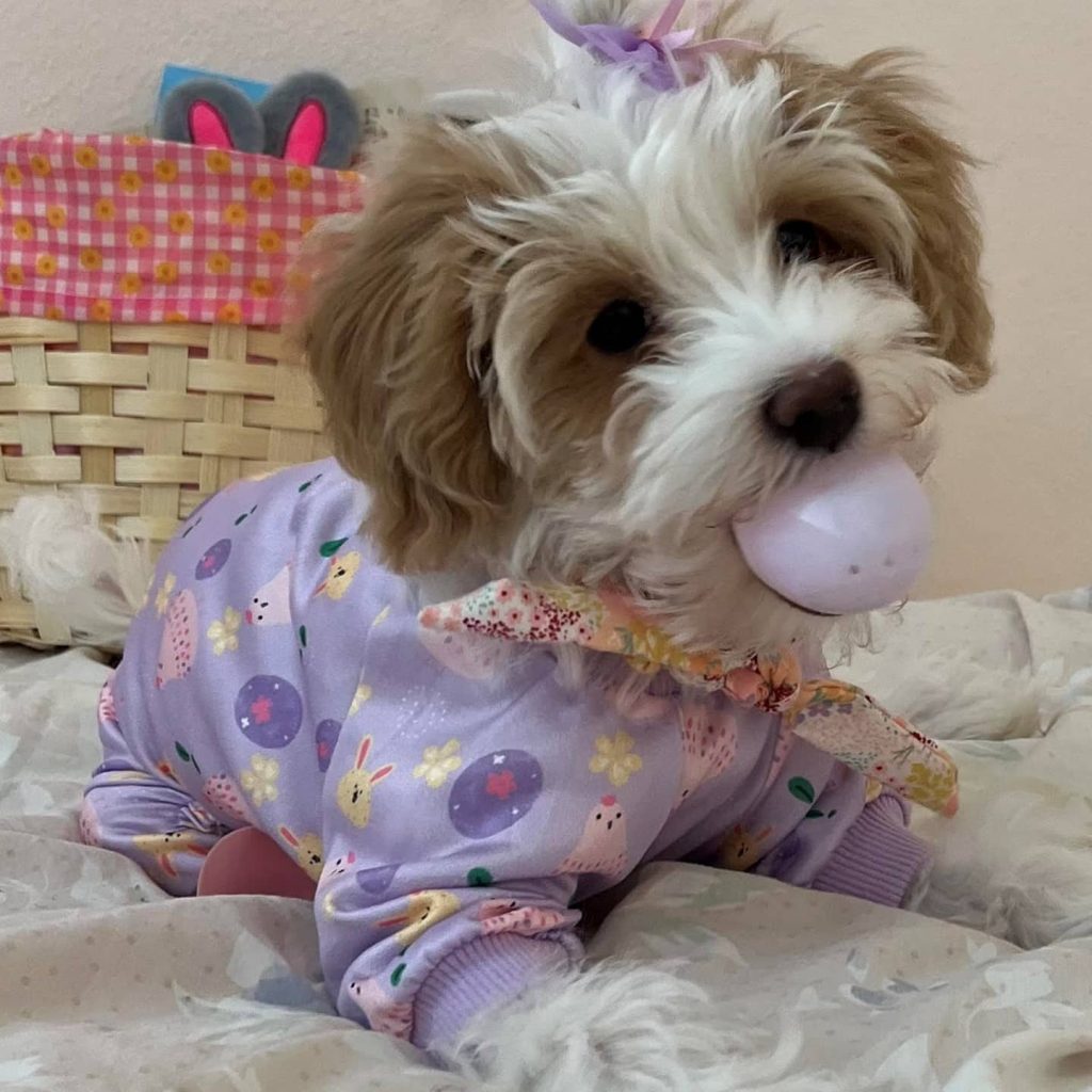 What Is the Difference Between a Havapoo and a Cavapoo?