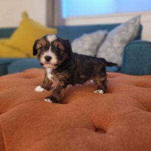 How Well Do Havapoos Tolerate Hot Weather? Tips for Keeping Them Cool ?