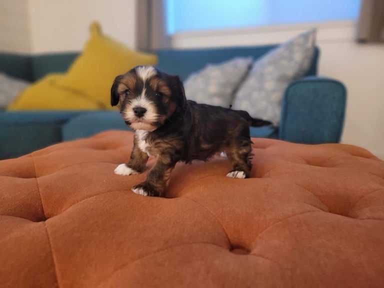 Havapoos tolerate hot weather