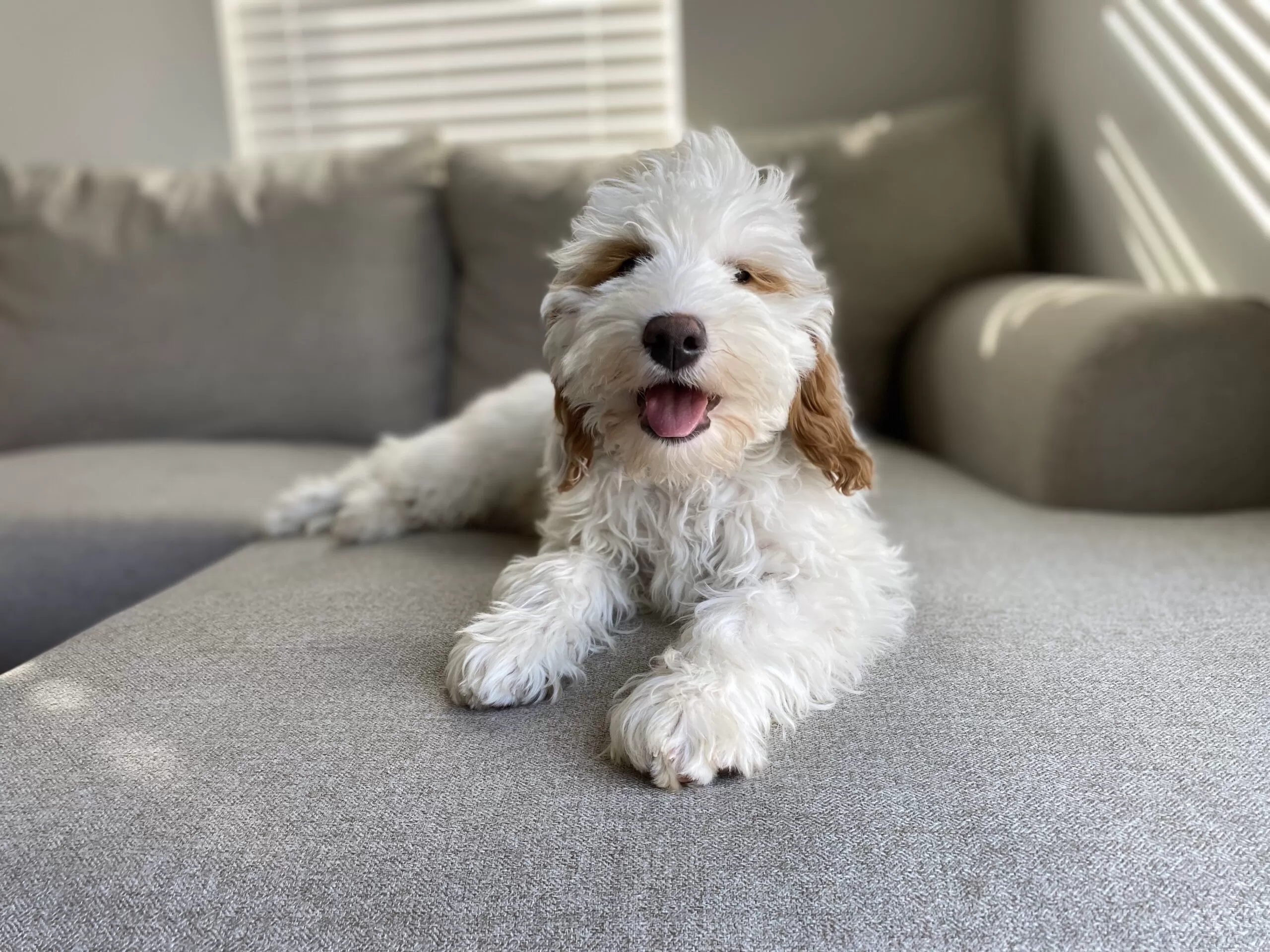 Hawkeye Goldendoodle Puppy For Sale (5) Eagle Mountain Utah