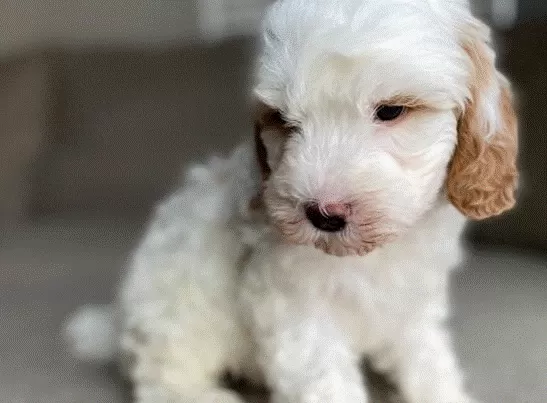 Hawkeye goldendoodle puppy for sale near me today