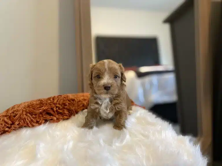 History of the Havapoo Breed