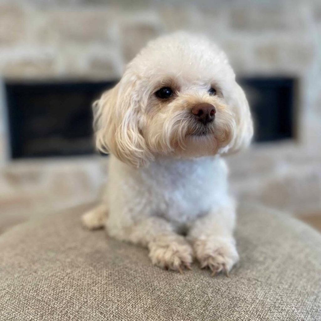 How Do Havapoos Adapt to Different Living Environments? ?