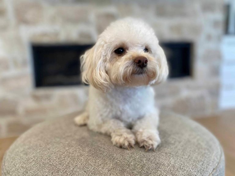 How Do havapoos Adapt to different living environments