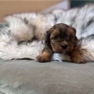 How Well Do Havapoos Tolerate Cold Weather? Tips for Keeping Them Cozy ?