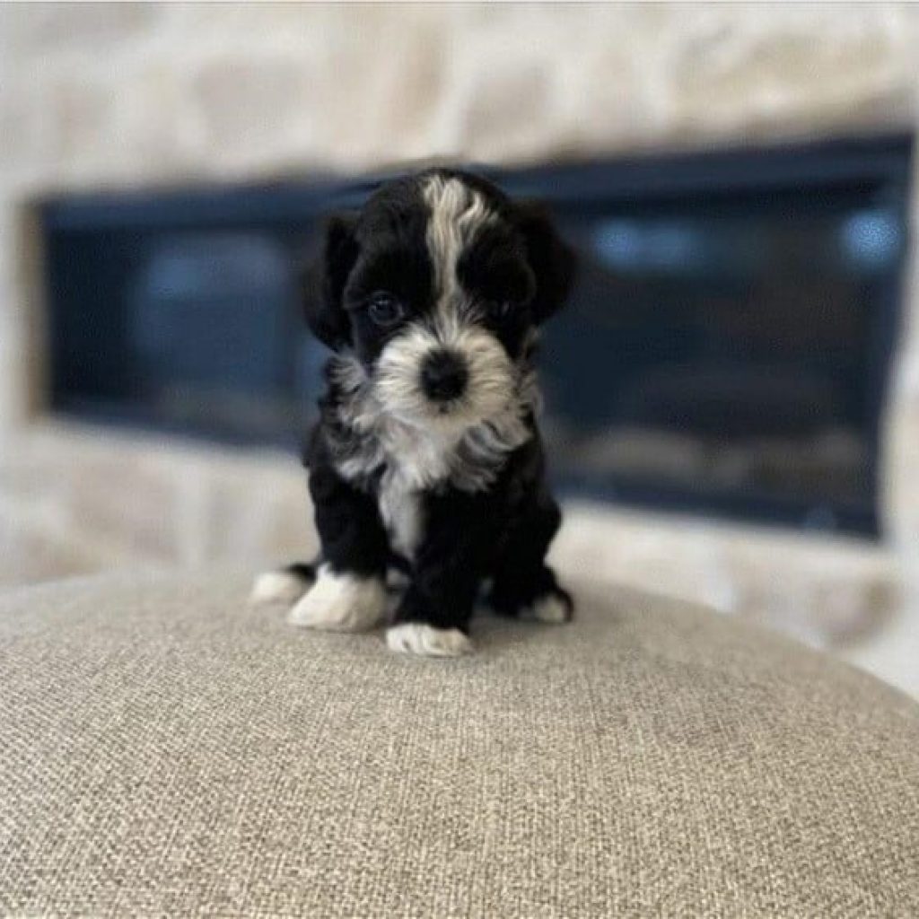 How Big Do Havapoos Get? Understanding Their Size and Growth