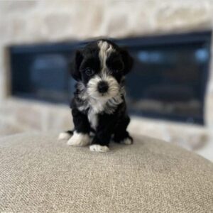 How Big Do Havapoos Get? Understanding Their Size and Growth