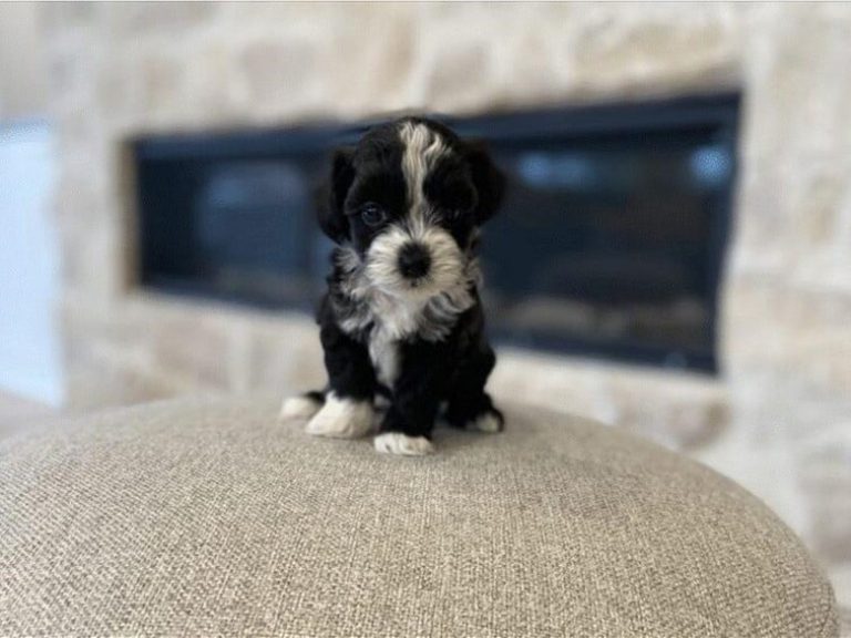 How Big Do Havapoos Get? Understanding Their Size and Growth